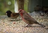 Length Of House Finch Images