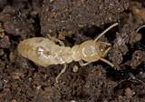 Pictures of Subterranean Termites