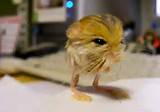 Images of Rodent Jerboa