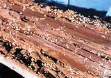 Does Termite Fumigation Kill Ants Photos