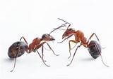 Spray For Carpenter Ants Photos