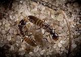 Photos of Baby Termite