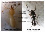 Termite Identification Photos