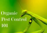 Organic Garden Bug Control