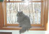 Pictures of Diy Cat Window Shelf
