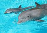 Photos of Dolphin Baby Swim