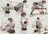 Muscle Exercises Gym Images