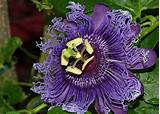 Passion Flower Drops Pictures