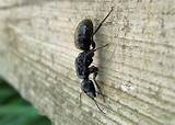 Queen Carpenter Ants Pictures