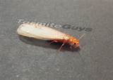 Winged Termite Pictures Photos