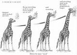 Pictures of Jean Baptiste Lamarck’s Theory Of Evolution