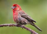 Images of House Finch Color Variation
