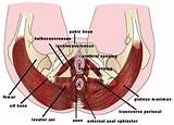 Ultrasound Pelvic Floor Muscles Pictures