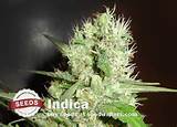 Indica Marijuana Seeds For Sale