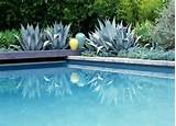 Swimming Pool Landscape Plants