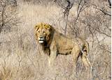 Images of Lions Kruger National Park