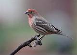 House Finch Voice Images