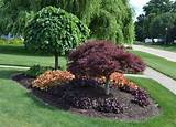 Nice Trees To Plant In Front Yard Images