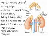 Pictures of Adrenal Fatigue Doctor