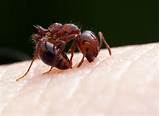 Venom In Fire Ants Pictures