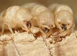 Termites Band Photos