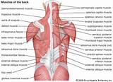 Core Muscles To Strengthen Back