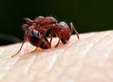 Fire Ant Control Texas Pictures