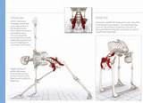 Psoas Muscle Strengthening Images