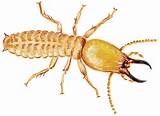 Termite Control Definition