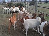 Goat Farms