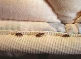 Images of Mattress Bed Bug Treatment