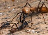 Fourmis Vs Termites Photos