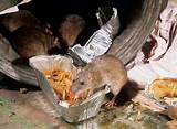 Images of Juan Sanchez Rat Poison