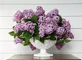 Lilac Flower Arrangements Photos