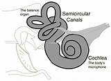 Pictures of Cochlea And Balance