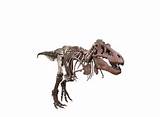 T-rex Dinosaur Fossil Pictures