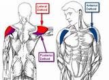 Pictures of Muscle Exercises For Deltoids