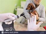 Tools Used By Veterinary Doctor Pictures