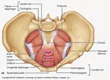 Pictures of Function Of Pelvic Floor Muscles