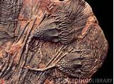 Crinoid Fossils Images