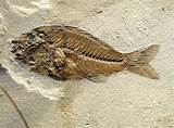 Pictures of Fish Fossils
