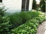 Images of Ornamental Grass In Front Yard Landscaping