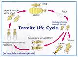 Termite Life Cycle Images Photos