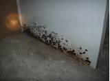Professional Black Mold Removal Pictures