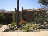 Photos of Landscape Plants In Arizona
