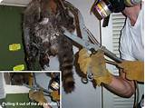 Animal Control Philadelphia Raccoons Pictures