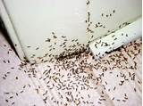 Do Carpenter Ants Hibernate Pictures