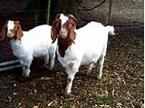 Pictures of Raising Goat