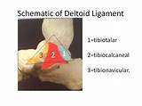 Pictures of Deltoid Strain Recovery Time