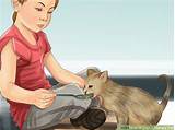 Images of How To Train Your Cat To Be A Therapy Cat